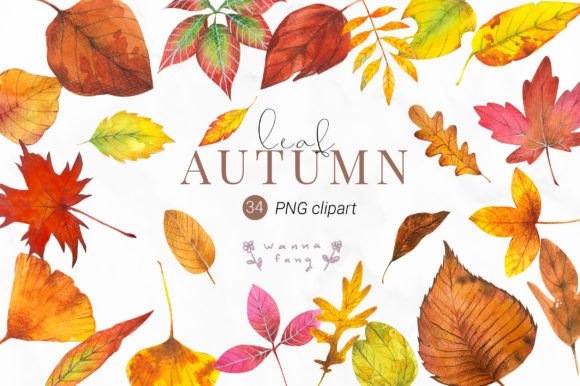 h1Watercolor Autumn Leaf Clipart, PNG for Creative Sellers and Digital Product Makers/h1