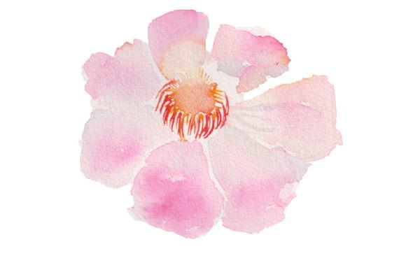 Pink Flower Watercolor Illustrations Review